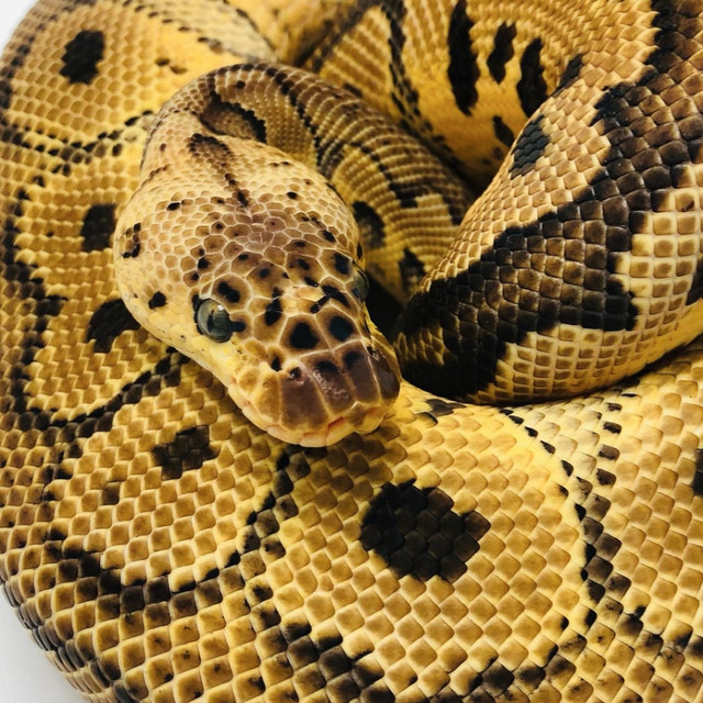 MUST GO! Male Pastel Spotnose Clown in Reptiles & Amphibians for Rehoming in Kelowna