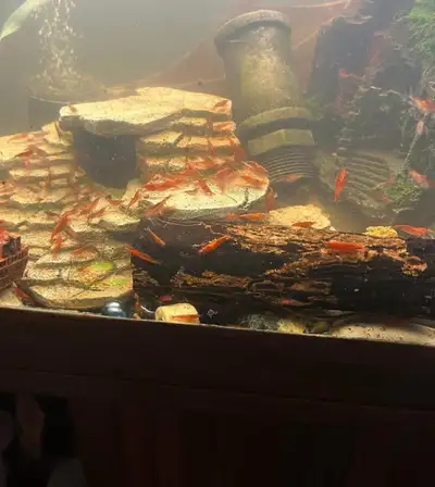 Cherry Shrimp ( $3 each or 10 for $25, Voir plus