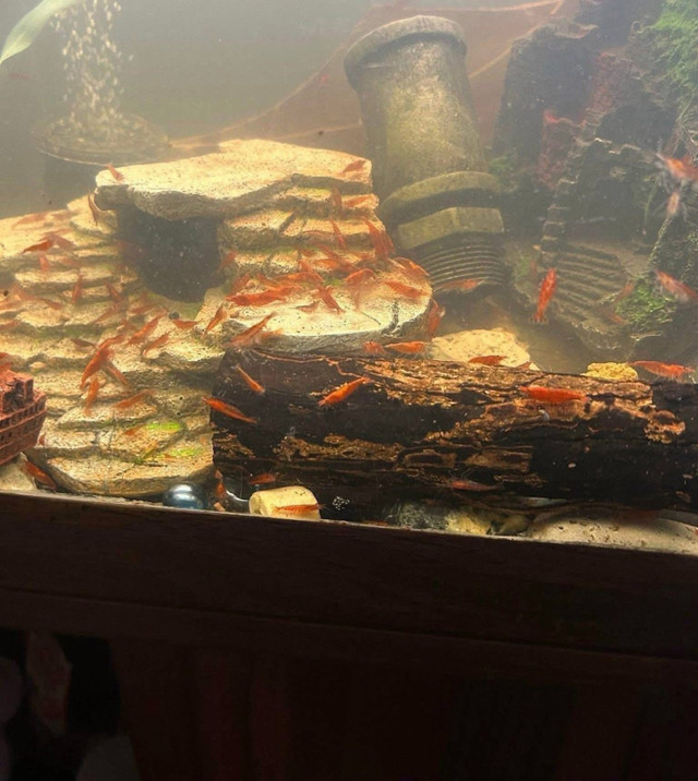 Cherry Shrimp ( $3 each or 10 for $25 in Fish for Rehoming in Oshawa / Durham Region