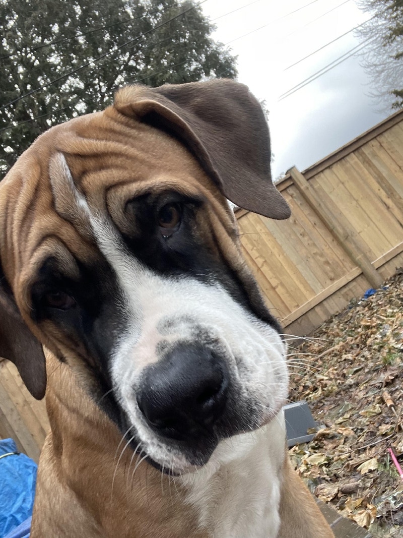 Dog for rehoming Dogs & Puppies for Rehoming London Kijiji