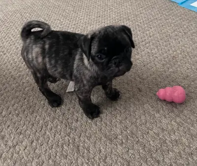 Brindle pugs, View more