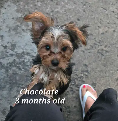 Playful  pup 3 month male yorkie, View more