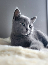 Russian Blue Kittens (Hypoallergenic)