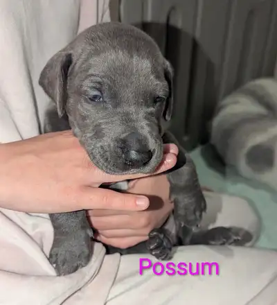 Beautiful Great Dane puppies ready for May 30th!, View more