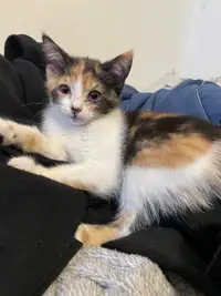 Calico kittens in need of new home!