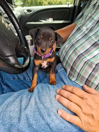 Miniature Pinscher Pups, View more