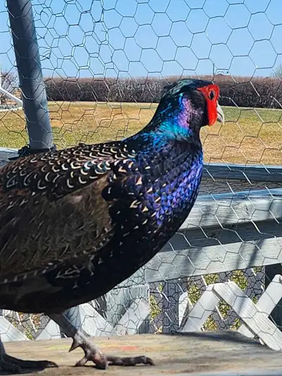 Pretty melanistic male pheasant for sale. He is in with my chickens at the moment and seems to get a...