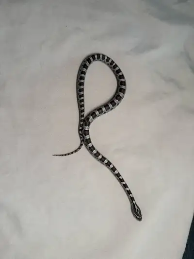 Baby corn snakes, View more