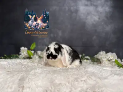 Neutered young holland lops, View more