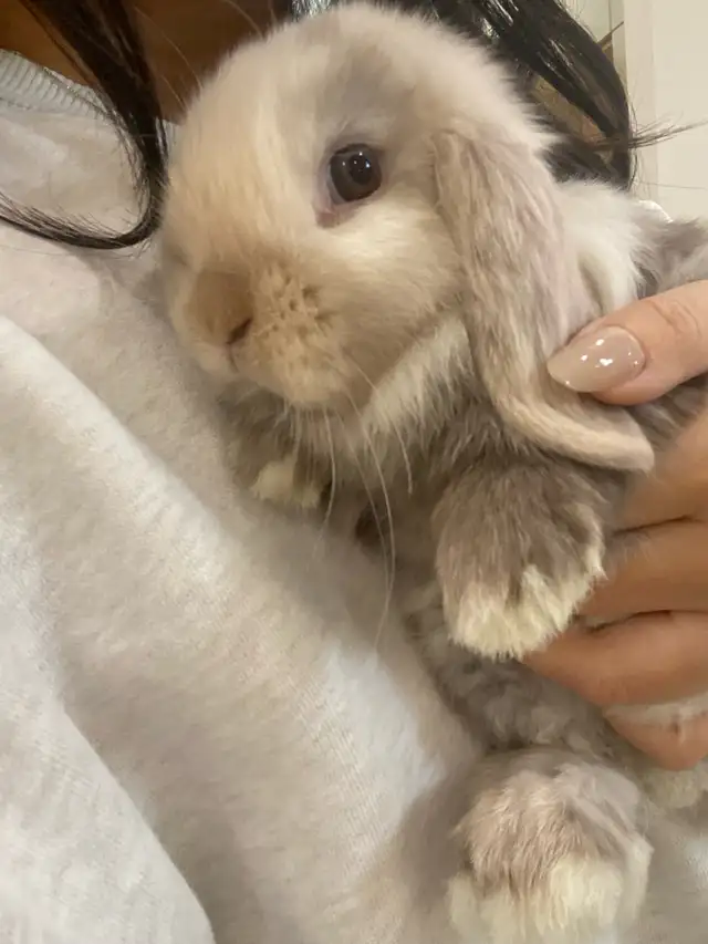 purebred holland lop bunny in Small Animals for Rehoming in Mississauga / Peel Region - Image 4