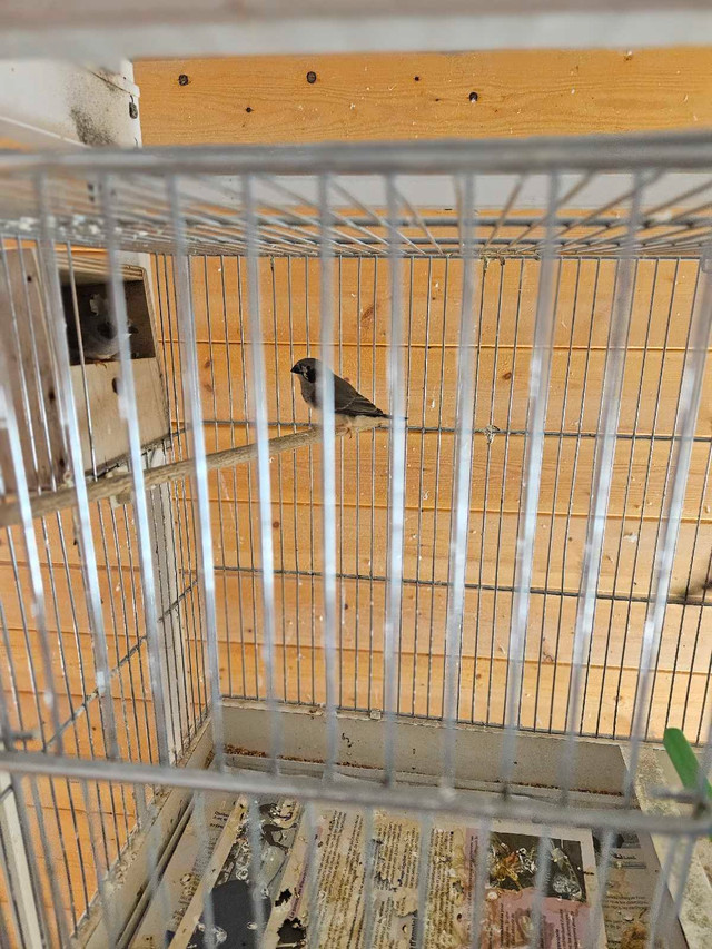 mandarins joues noirs jeunes speciaux  dans Oiseaux à adopter  à Laval/Rive Nord