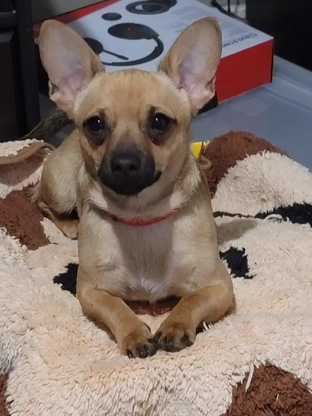 Chihuahua Cross Pups (Mostly Chihuahua) in Dogs & Puppies for Rehoming in Chatham-Kent - Image 4
