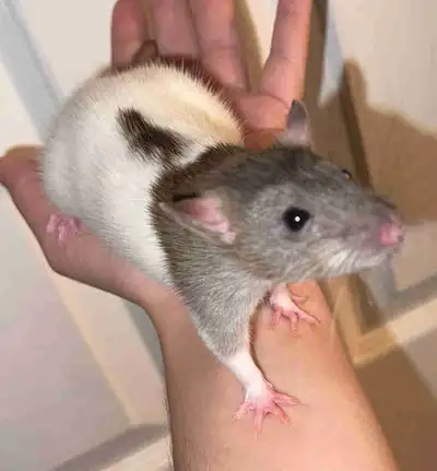 3 male rats 2months old, View more