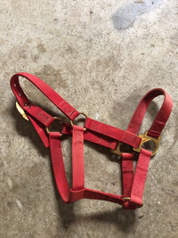 Horse halter 