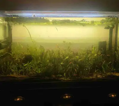 Aquarium Plants For Sale!, View more