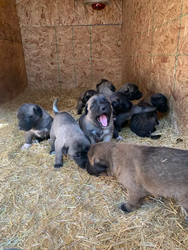 Anatolian Shepherd’s in Dogs & Puppies for Rehoming in Strathcona County - Image 3