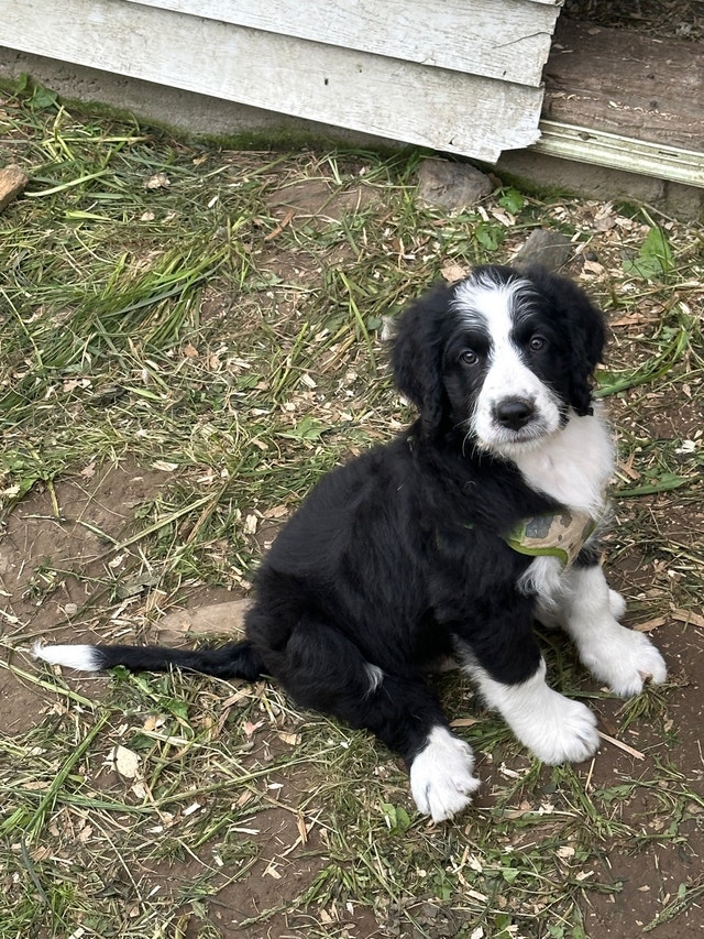 Bernedoodle Chiens et chiots à adopter Granby Kijiji