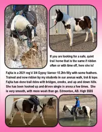 2021 3/4 Gypsy Vanner 15.2 filly, started arena, trails, driving