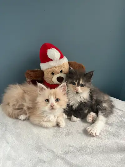 Ready for Christmas — Purebred European Maine Coon Kittens (P, View more