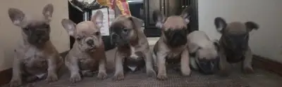 5 French bulldog puppies 7 weeks, View more