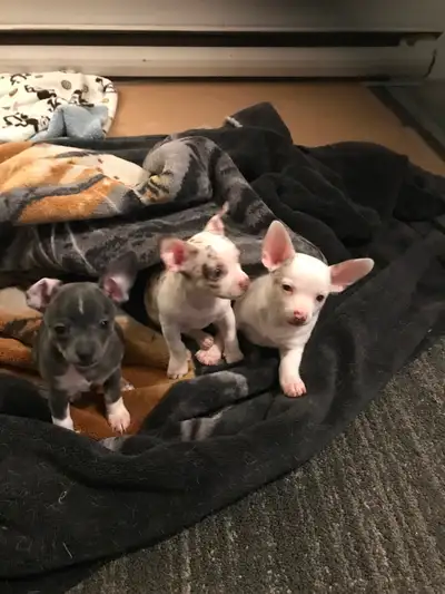 4 chihuahua puppies for sale in Kitchener. 3 make one female ready for rehoming April 5 2026. Call 2...