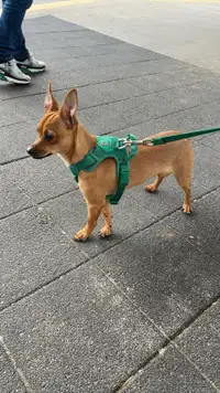 Adorable Male Chihuahua for sale