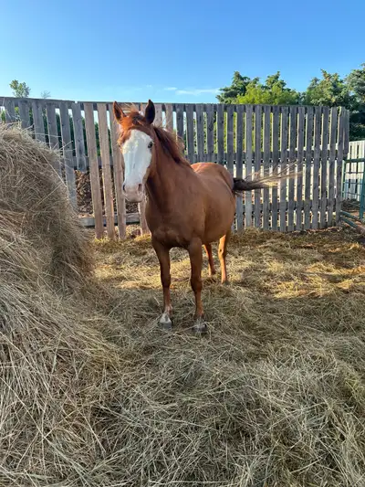 Untouched mare, View more