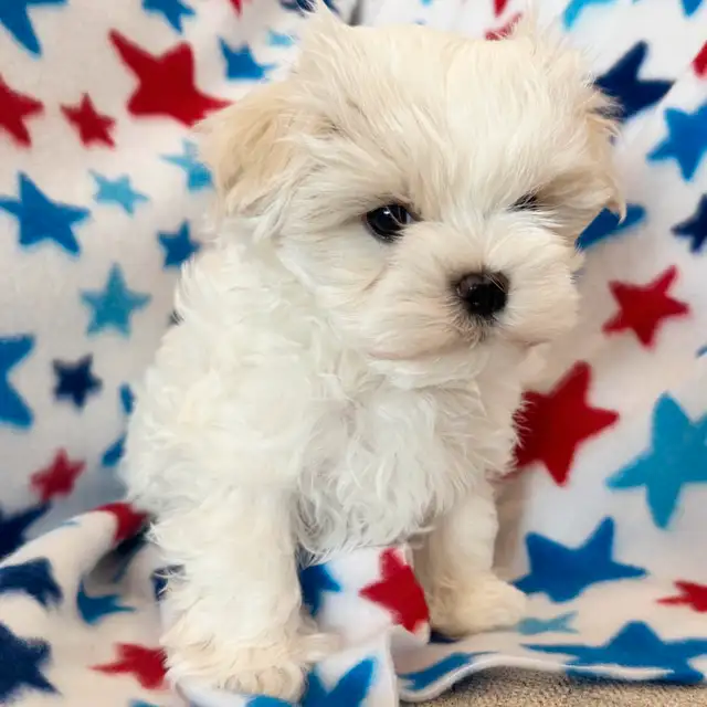 3 mini Bichon maltais , Maltese , pure race lignée champion in Dogs & Puppies for Rehoming in Laval / North Shore - Image 4