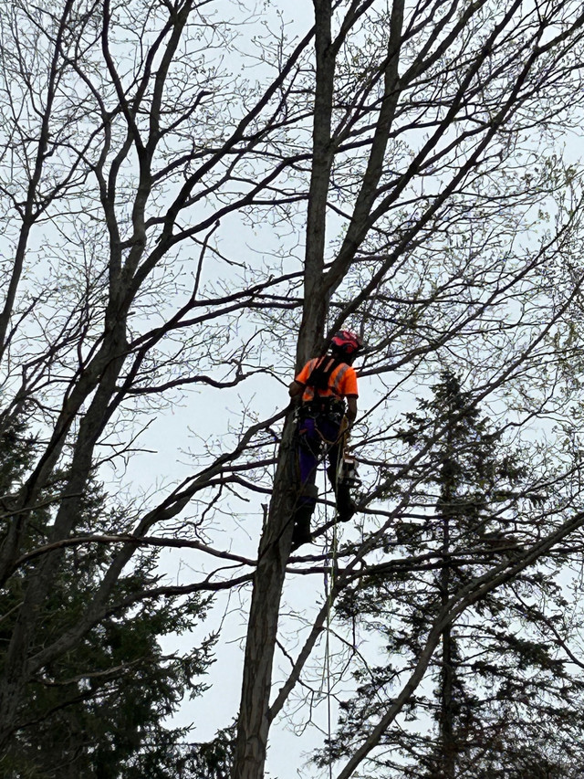 Certified Arborist Tree Services in Lawn, Tree Maintenance & Eavestrough in Peterborough - Image 3