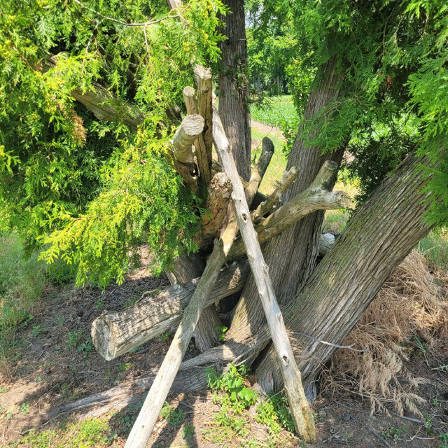Landscape lumbar all cedar.  Price for lot.  in Outdoor Décor in Leamington - Image 3