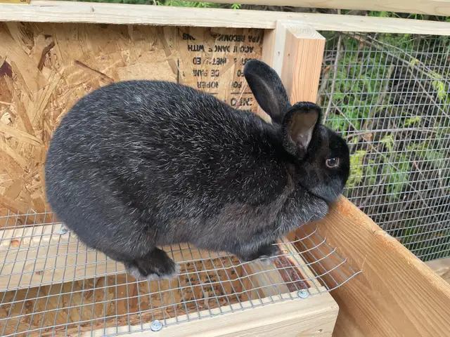 Silver Fox Rabbit in Livestock in Owen Sound - Image 2