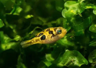 pea puffer, View more