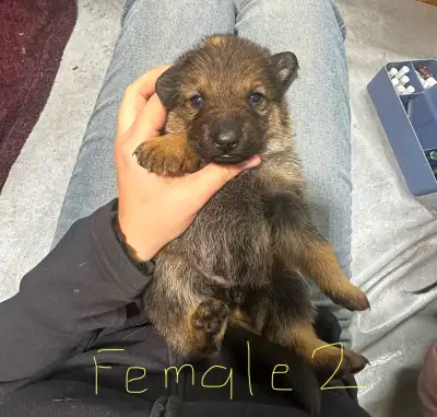 German Shepherd puppies, View more