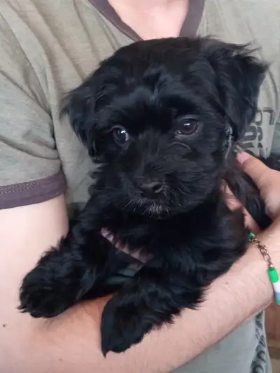 Adorable Havanese Puppies, View more