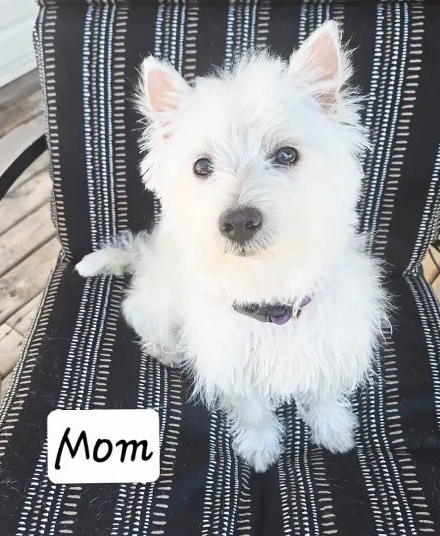 Westies, almost ready to go home in Dogs & Puppies for Rehoming in Strathcona County - Image 3