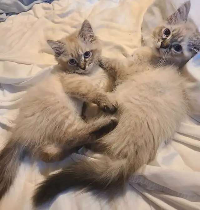 ADORABLE NEVA MASQUERADE SIBERIAN KITTENS