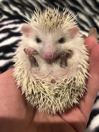 Baby hedgehogs 