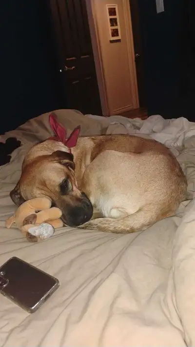 Charley.   2.5 year old female dog, View more