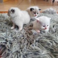❤️Ragdoll kittens 1 month old cuties for reservation