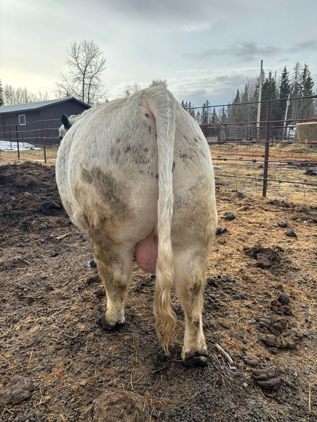 Registered speckle park bull in Livestock in St. Albert - Image 4