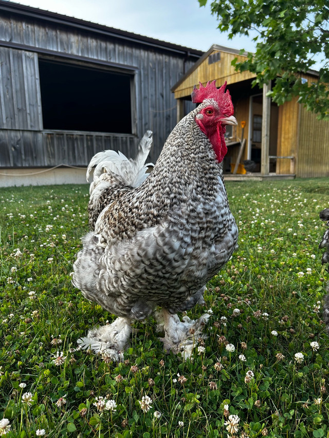 Hatching Eggs - Rare Dual Purpose Breed in Livestock in Stratford - Image 3