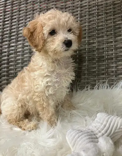 poodle/bichon puppies , View more