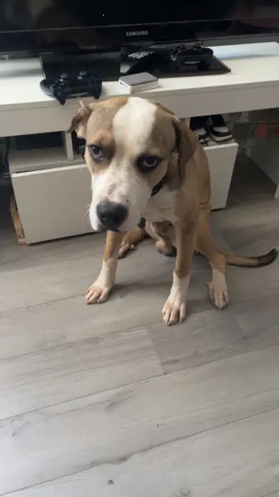Staffordshire Terrier x  Husky Mix, View more