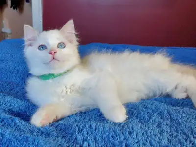 Purebred Ragdoll Kittens Lilac and Blue Bicolours TICA BREEDER, View more