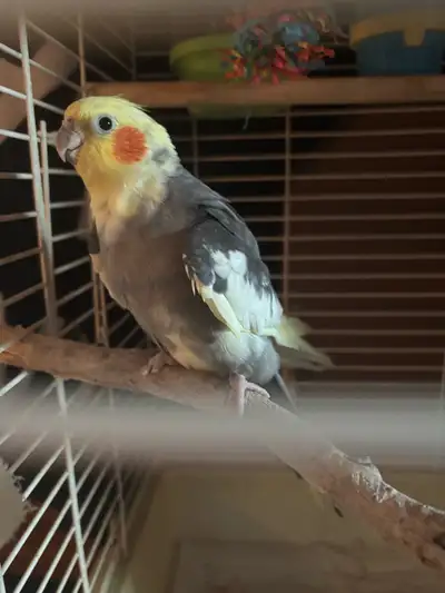 female cockatiel , View more