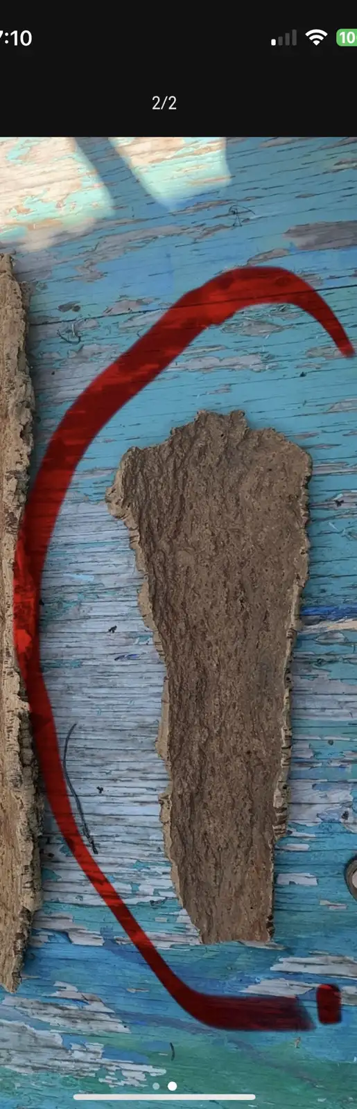 Écorce d’arbre 25 pouces de long par 9 et 5 pouces de largeur in Puerto Rico in Canada - Image 3