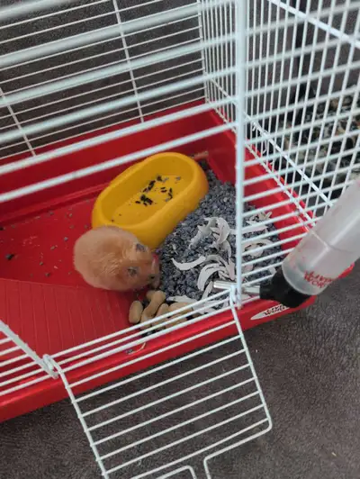 Hamster avec cage nourriture et litière