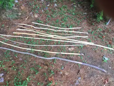 9 Chewed Beaver Branches $20, View more
