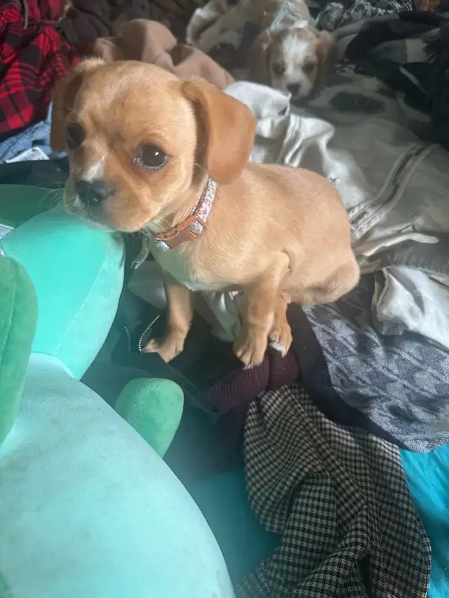 Frenchie & cavalier cream Merle female in Dogs & Puppies for Rehoming in Dawson Creek - Image 4