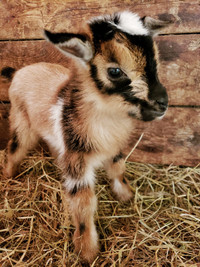 Adorable Nigerian Dwarf Goat kids